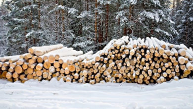 Фото - Дома из зимнего леса – вся правда о преимуществах зимней рубки для строительства домов